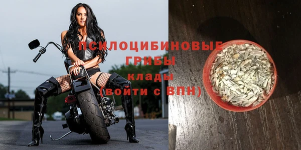 стаф Вязьма
